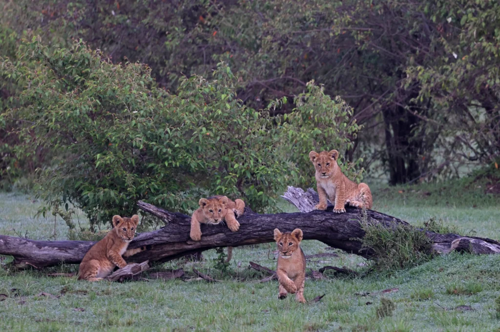 Lion Cubs at Kenya African Safari