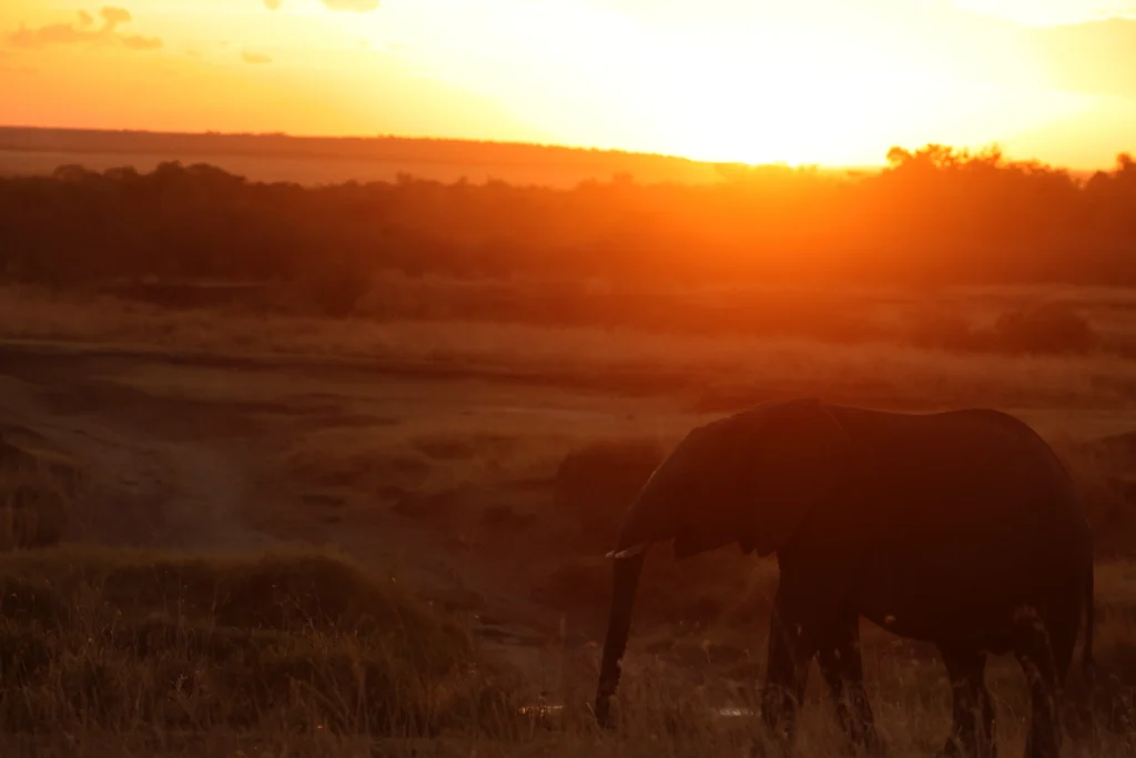 Elephant wandering early morning at Masai Mara Tours