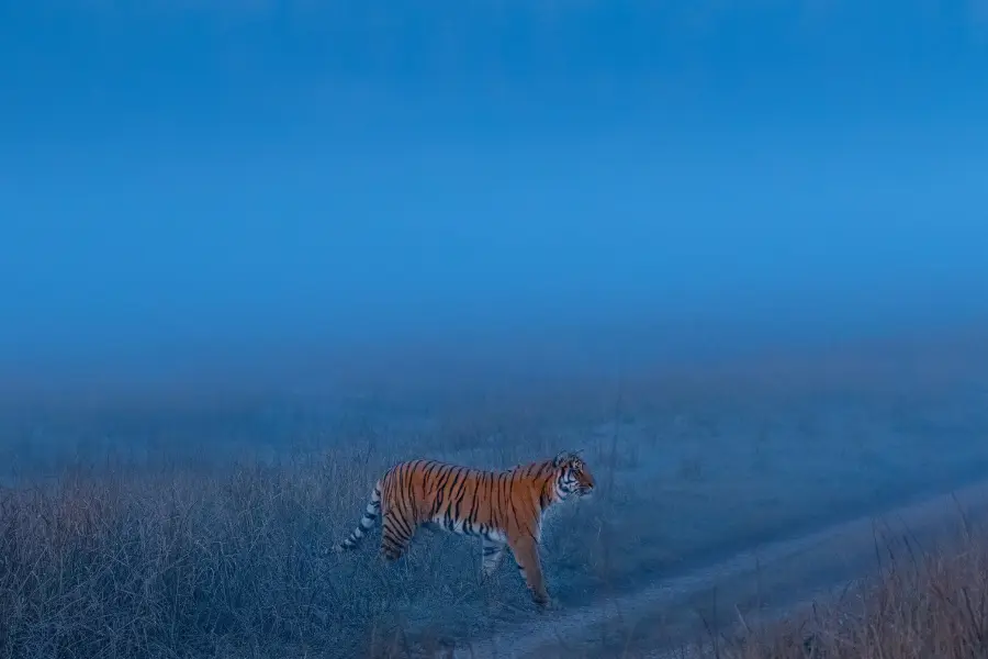 tiger prowling in the fog.