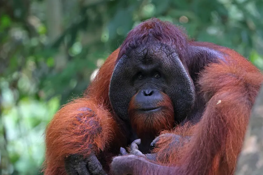 A view of adult male orangutan resting in the jungle canopy, a rare and powerful sight on a Borneo Safari.