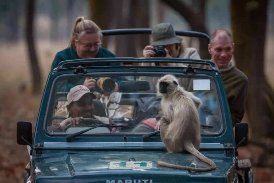India Wildlife Safari