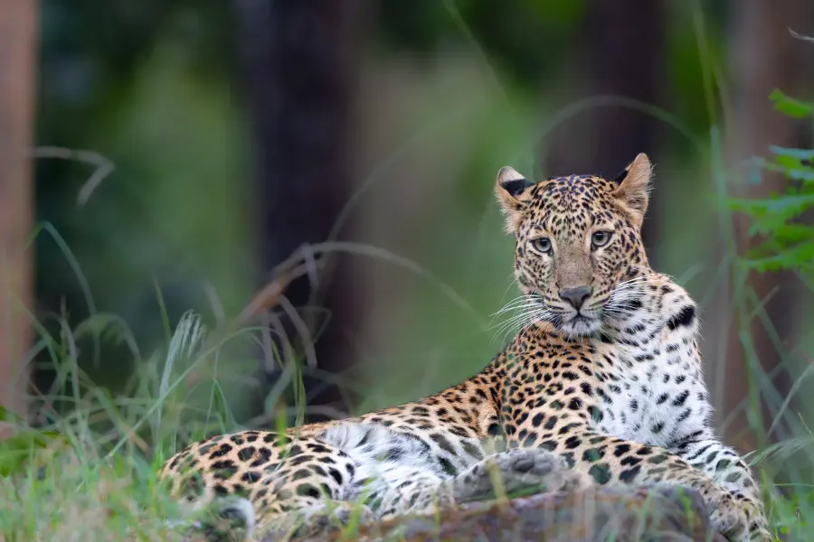A leopard staring at the camera.