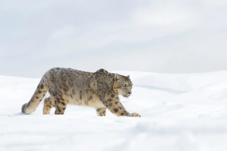 Snow Leopard in snow.