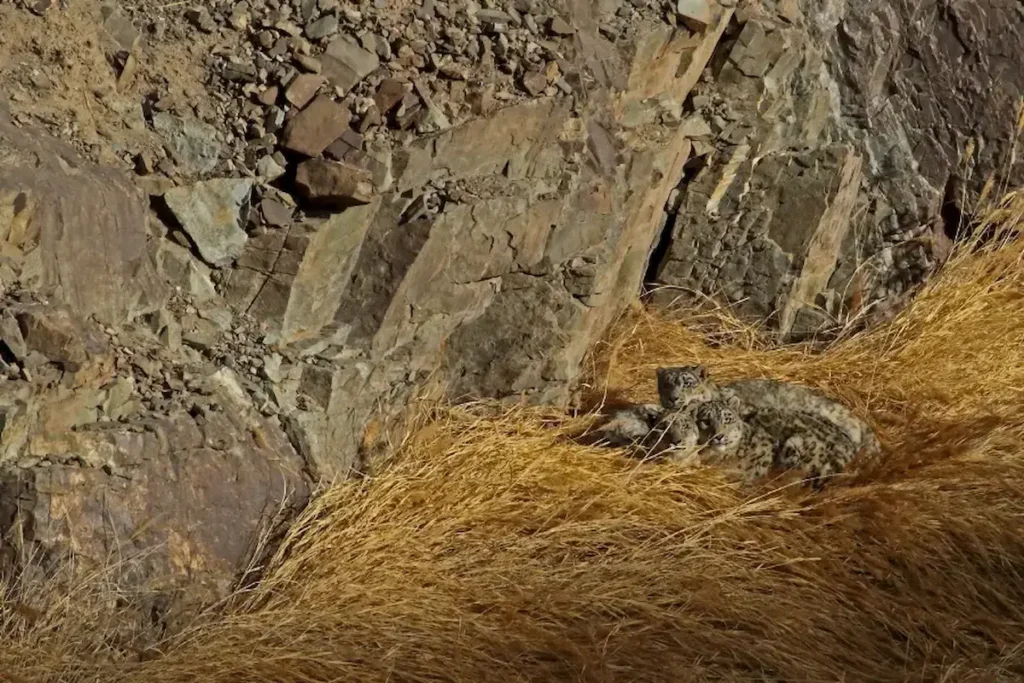 view of snow leopards camouflaged in the environment