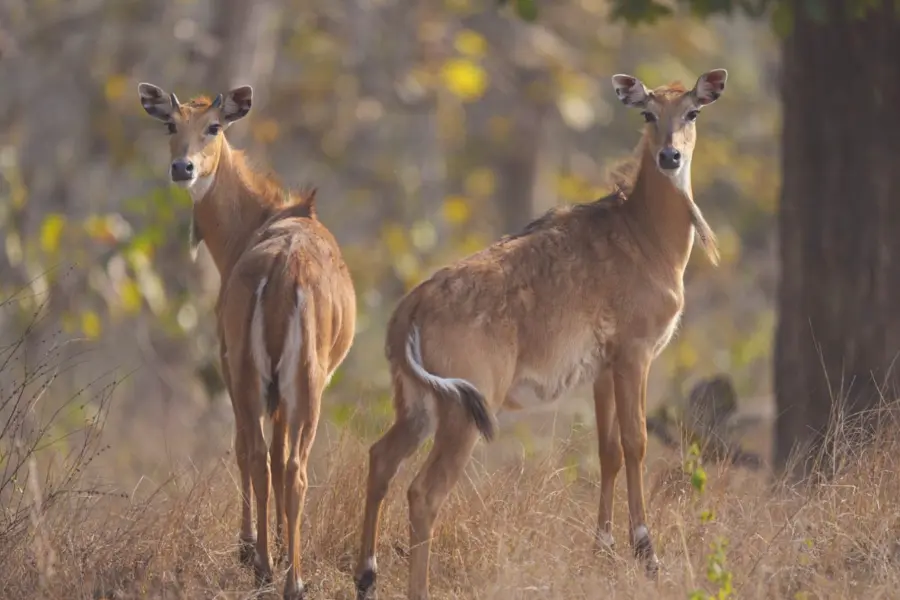 A pair of deer looking at the camera.