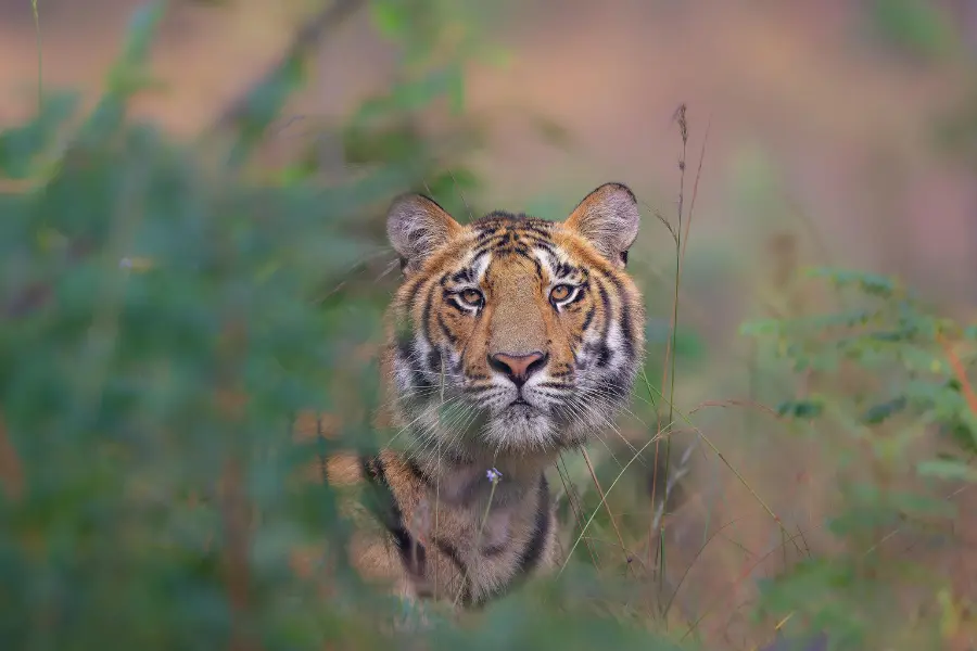 tiger staring at the camera.