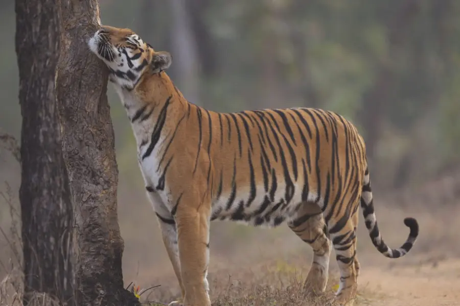 Tigers Unlimited