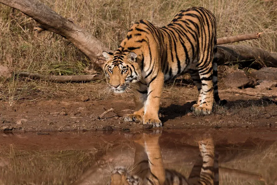 Luxury Wildlife Holiday in India