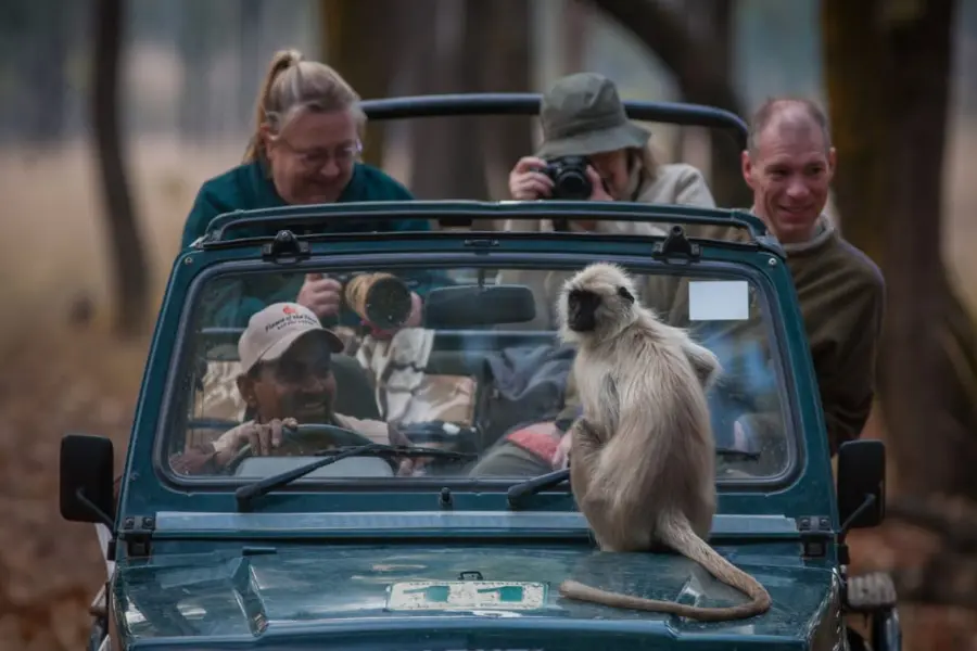 guest travelling in safari