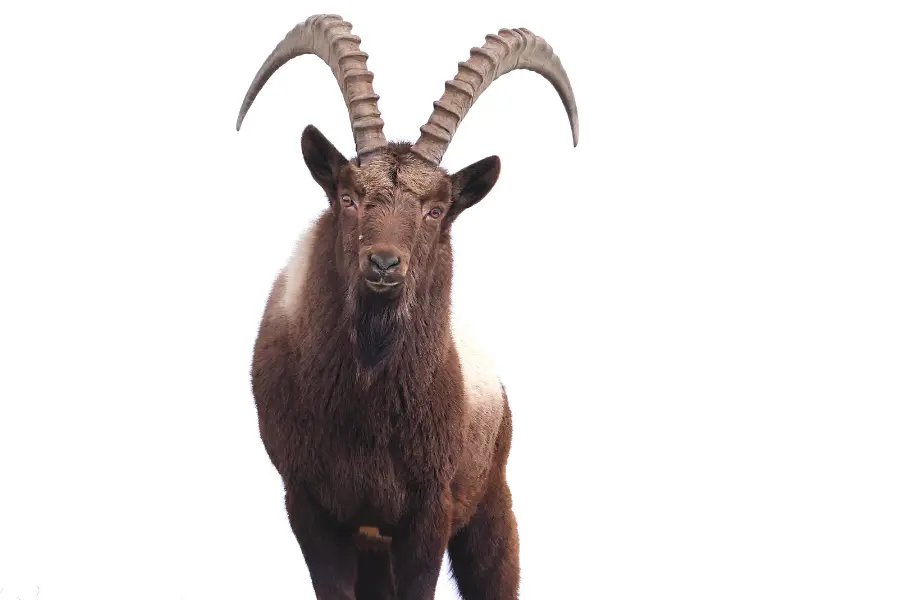 Ibex staring into the camera.