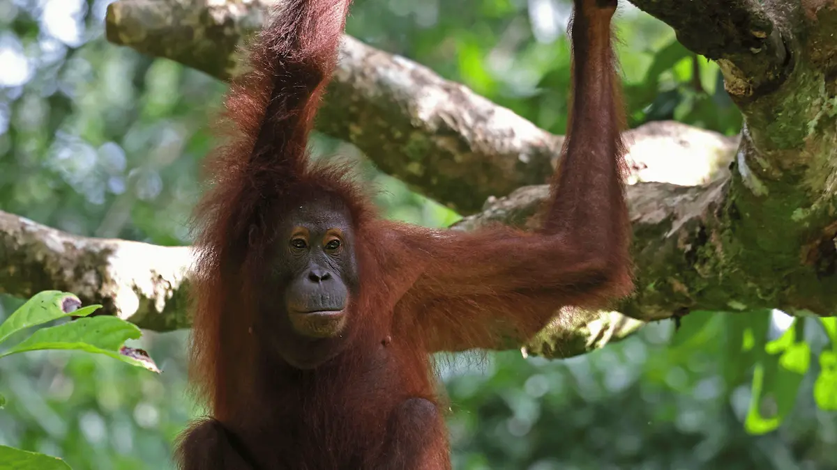 What A Borneo Safari Feels Like A Travellers Guide