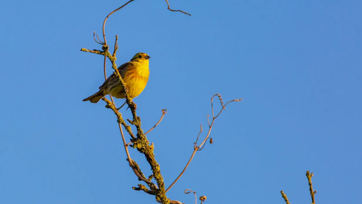 Birdwatching In Kenya A Haven For Avian Enthusiasts