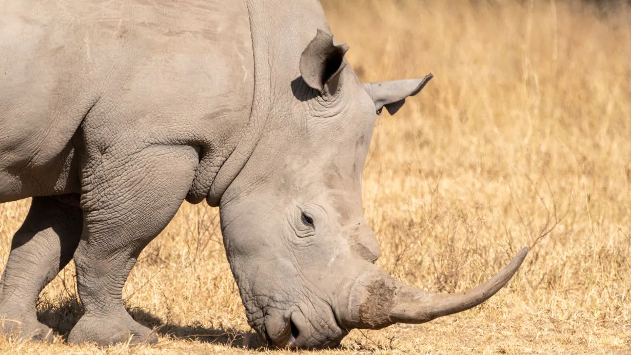 Kenyas Endangered Species Conservation Efforts To Protect Wildlife
