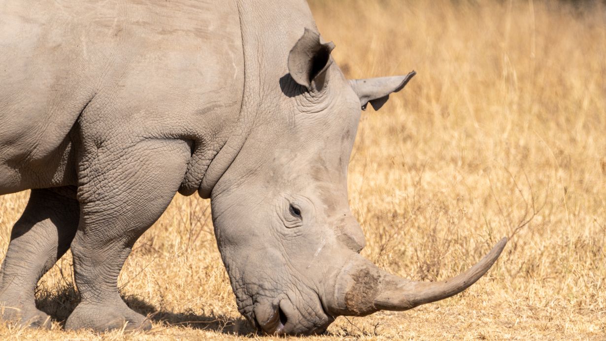 Kenyas Endangered Species Conservation Efforts To Protect Wildlife