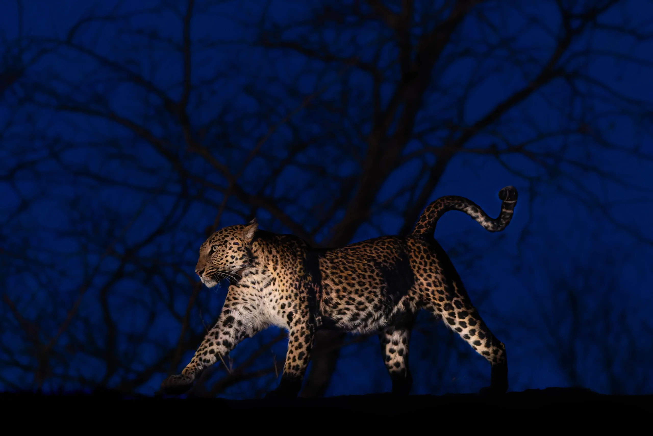 Jawai