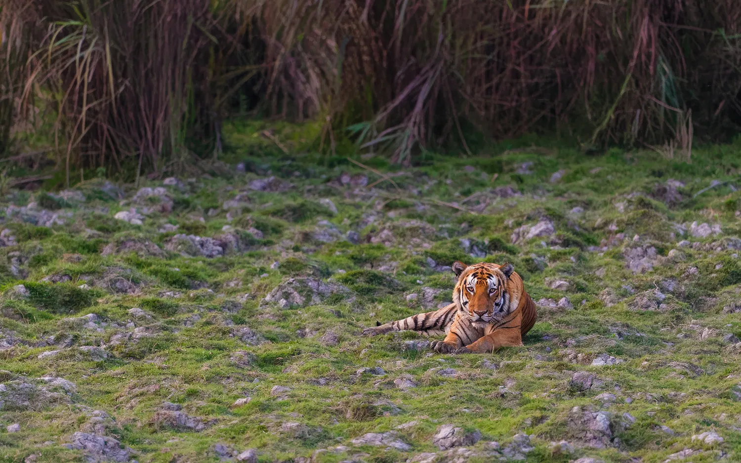 Bengal Tiger in Kaziranga National Park