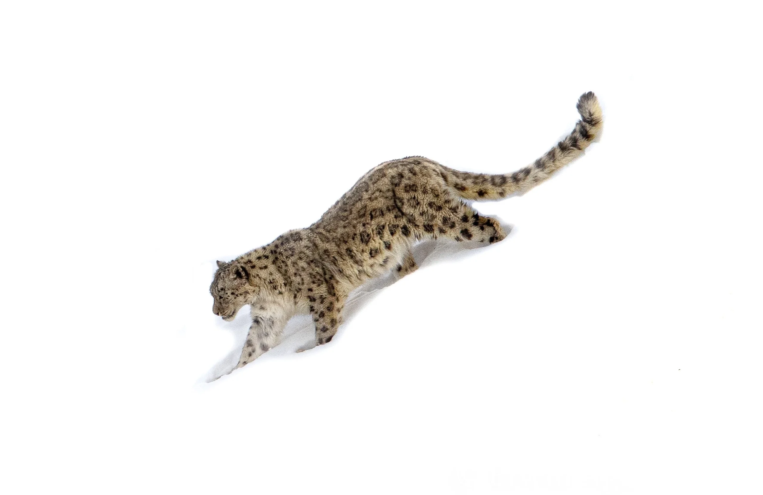 Snow Leopard Spiti Expedition - 2027