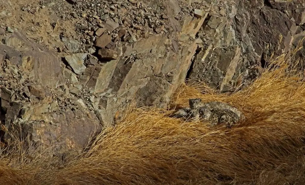 Snow Leopard Ladakh - 2027