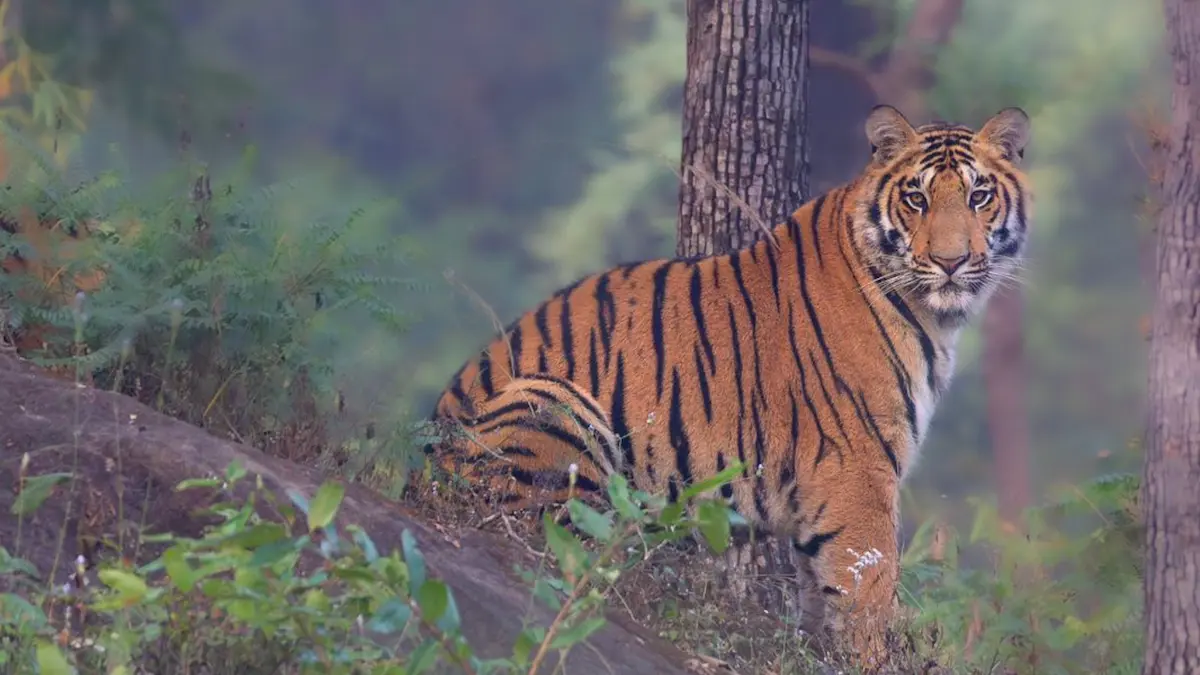 Understanding Tiger Behaviour In India Through Field Safaris