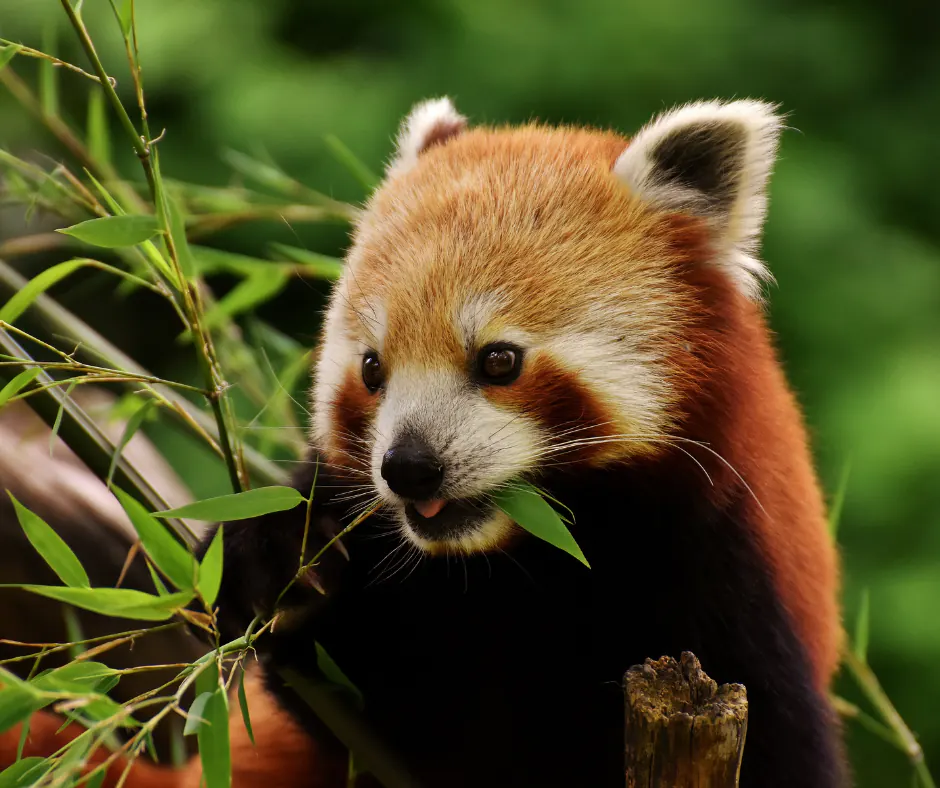 Red Panda