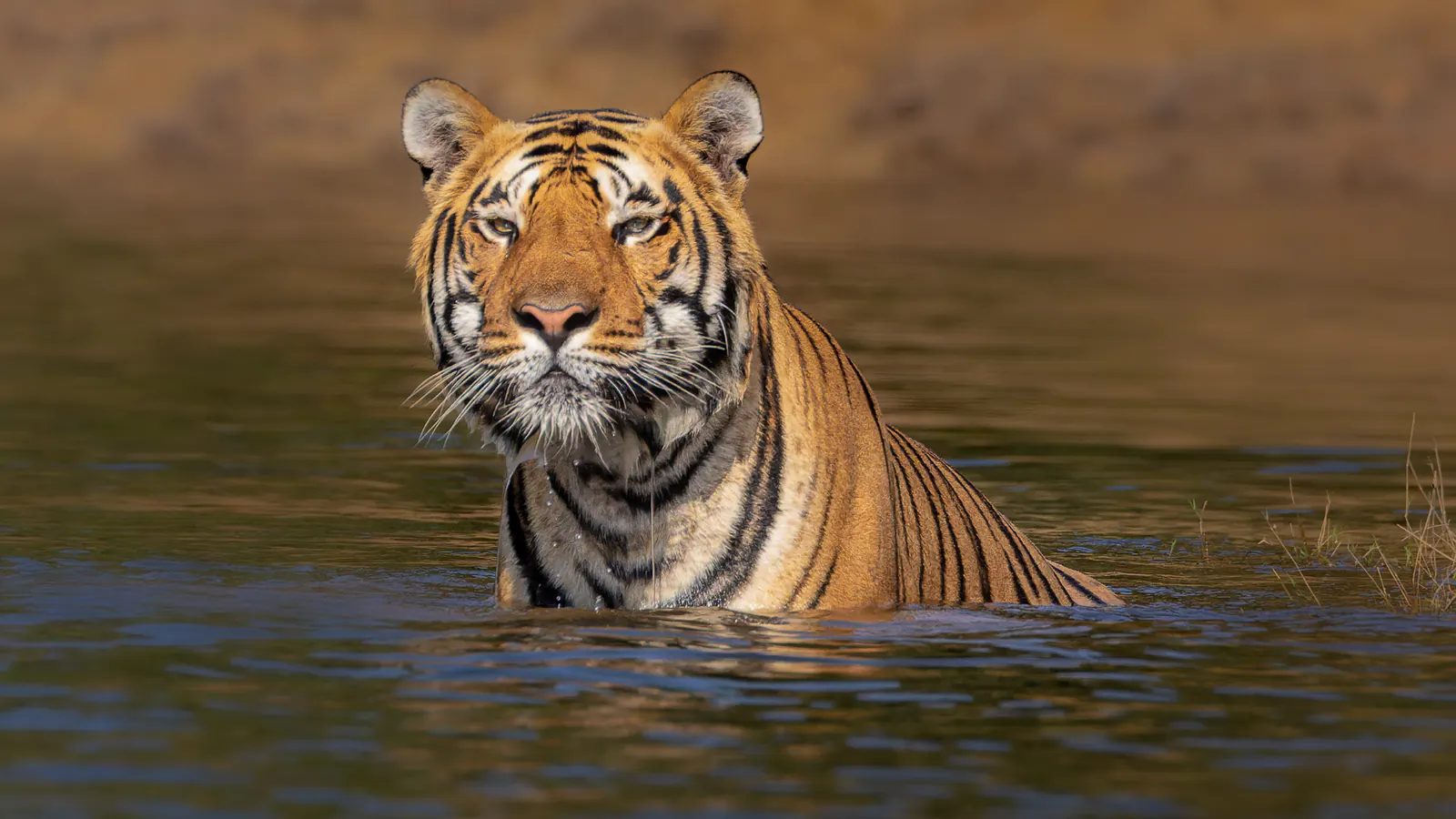 Taj & Tigers in Style