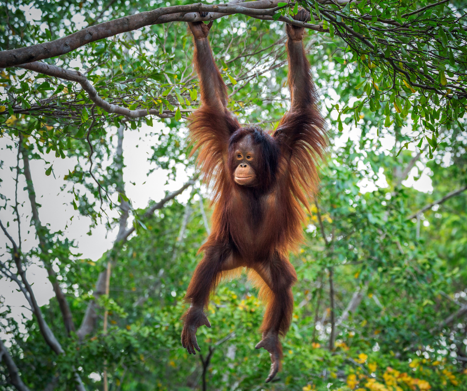 Exploring The Enigmatic Orangutans Of Borneo A Conservation Odyssey