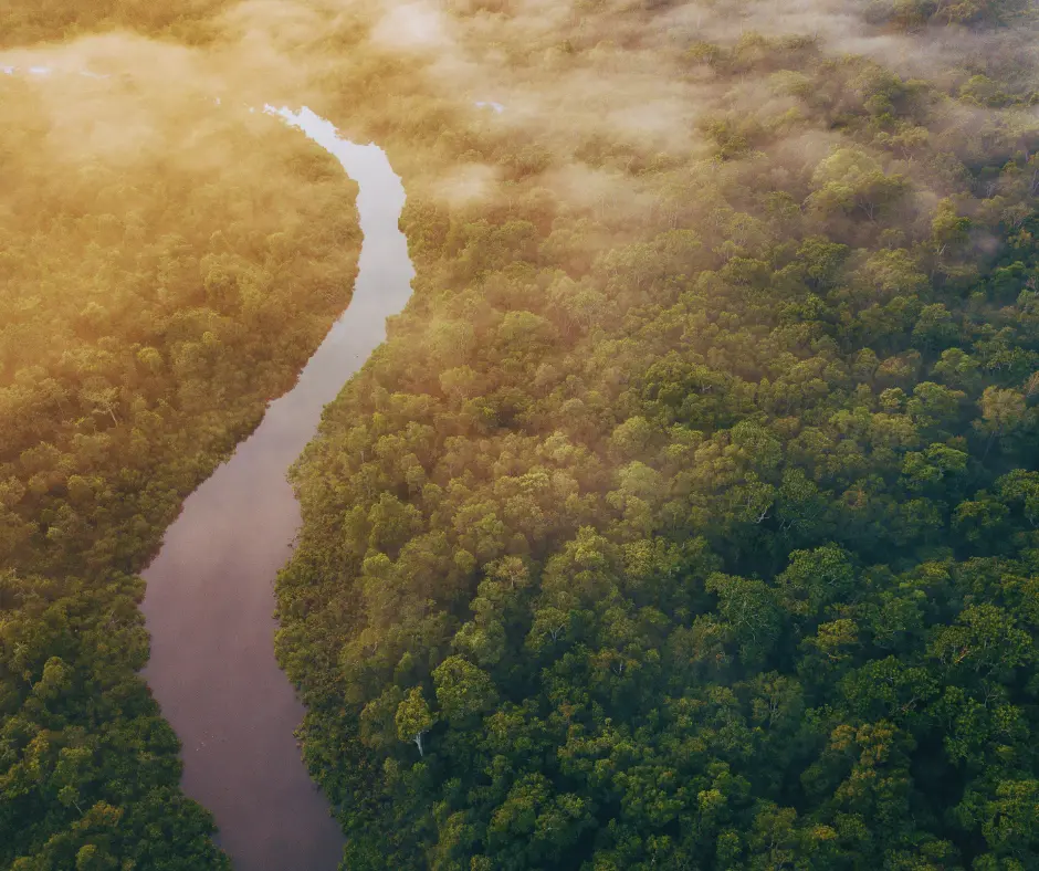Exploring Borneos Rainforest A Portal To Ancient Ecosystems