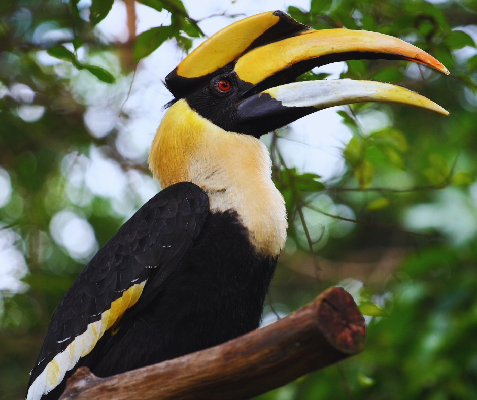 Birds Of Borneo An Avian Paradise