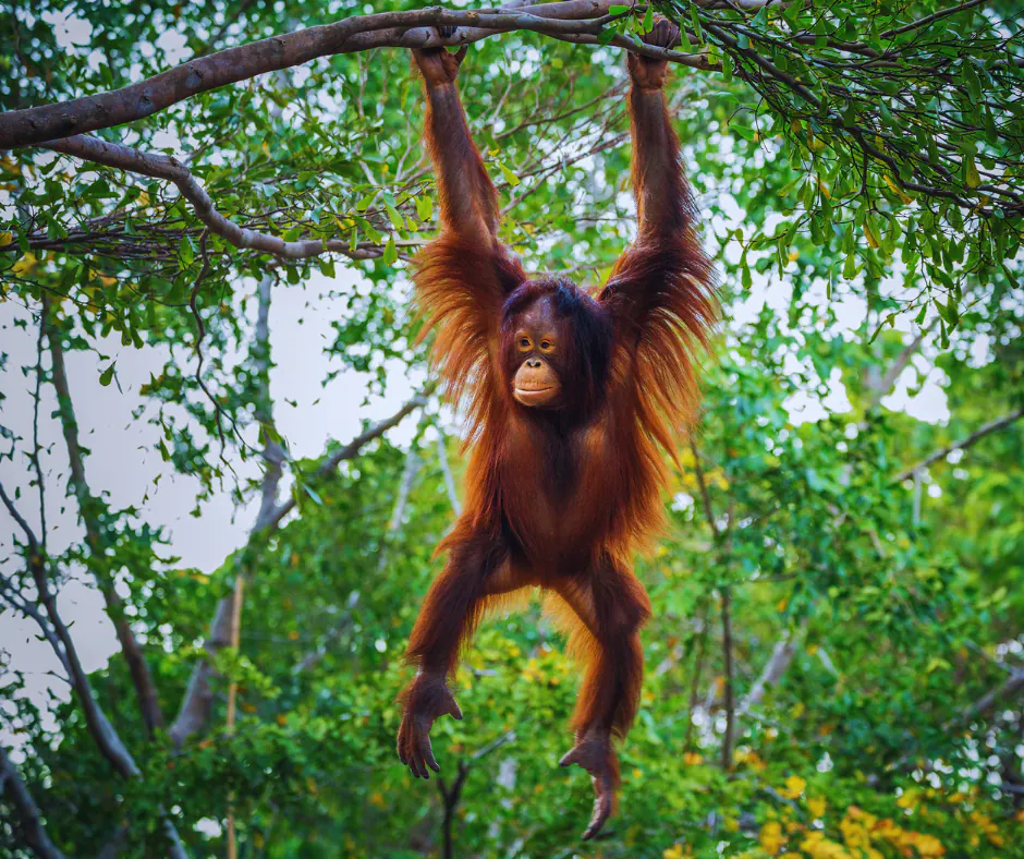 Conservation In Action Protecting Borneos Endangered Species