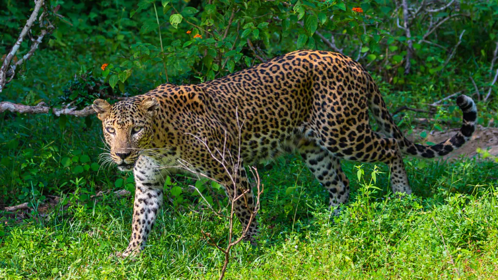 The Elusive Leopards Of Yala National Park
