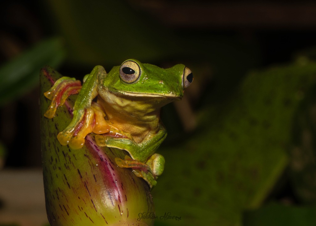 Malabar gliding frog perched on a plant bud in Amboli