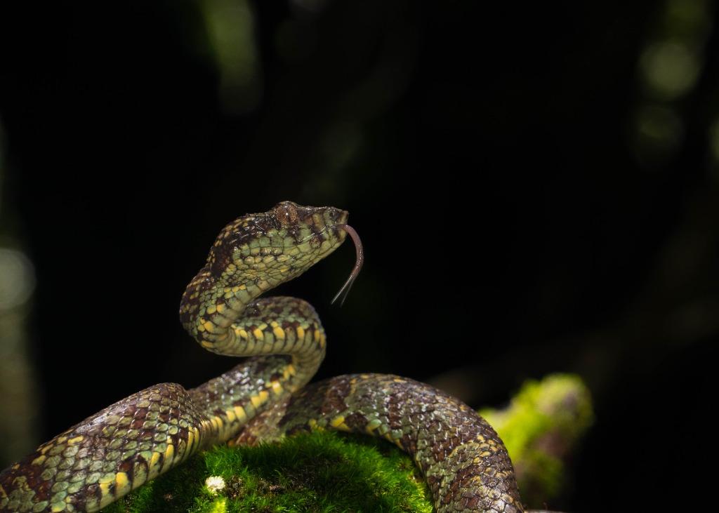 Malabar pit viper with tongue flicking on a moss-covered log at night in Amboli