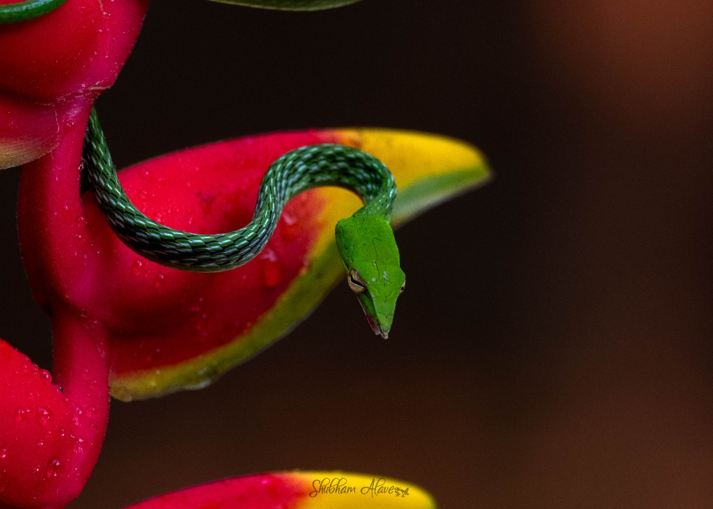 Green vine snake coiled on a bright red and yellow heliconia flower in Amboli