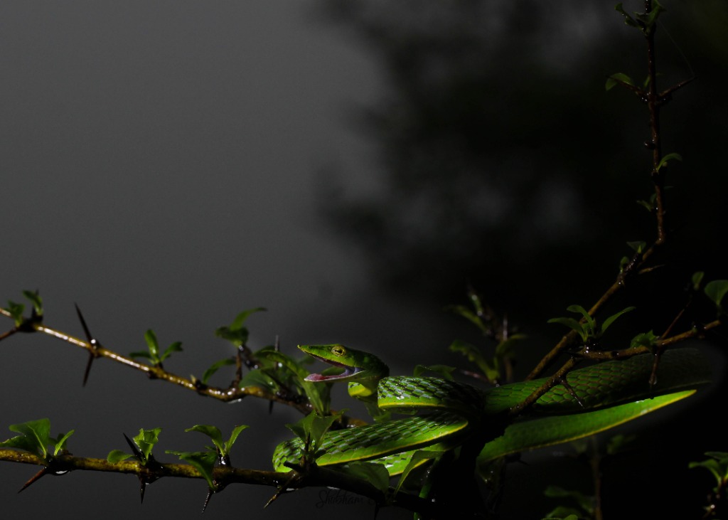 Green vine snake open mouth threat display on a thorny branch in Amboli rainforest at night