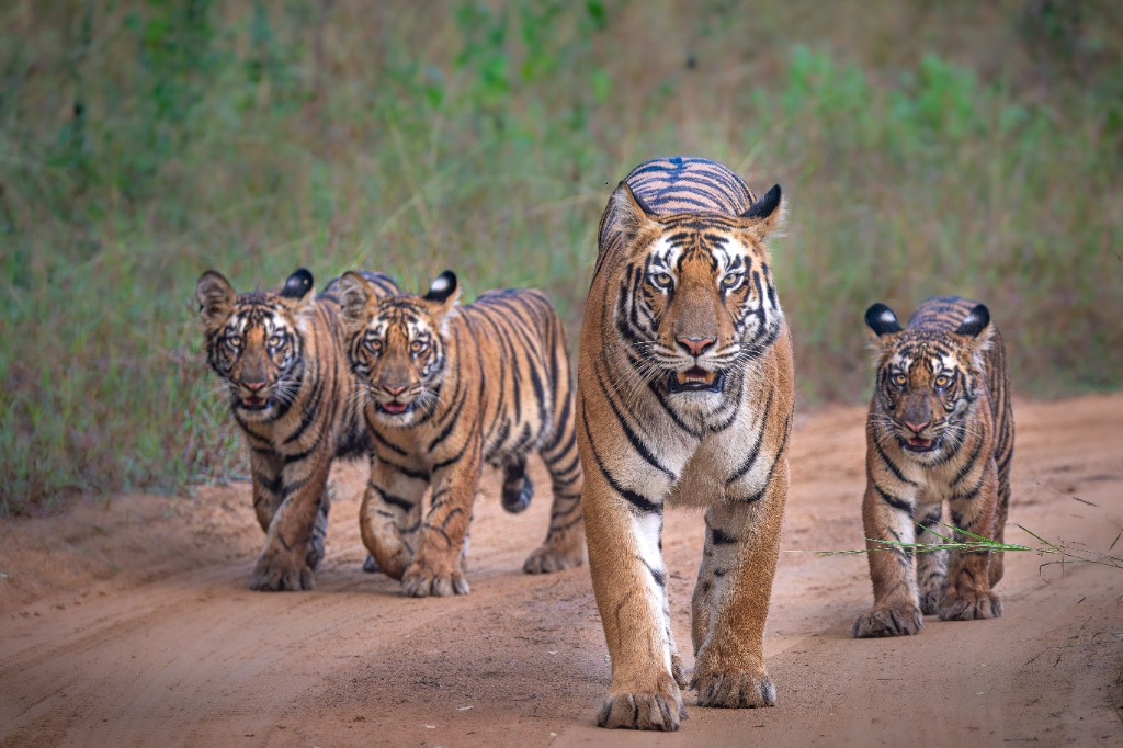 Royal Bengal Tigress walking with her three cubs on a dirt track in Indian wilderness