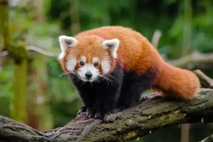 Red Panda in the canopy
