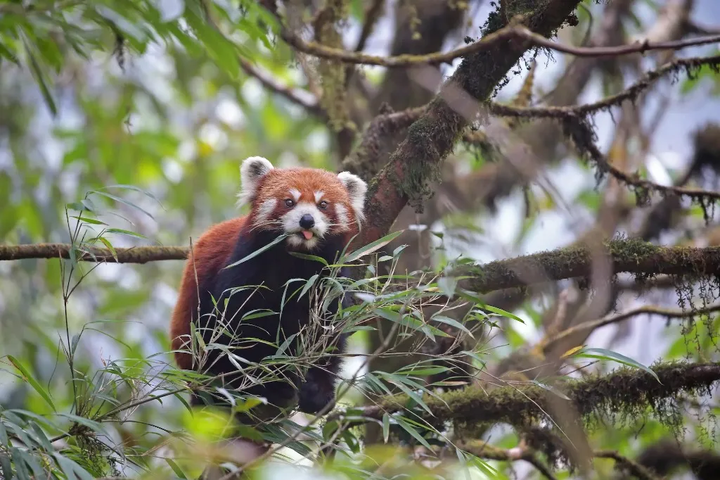 A red panda perched on a tree branch in the Eastern Himalayas