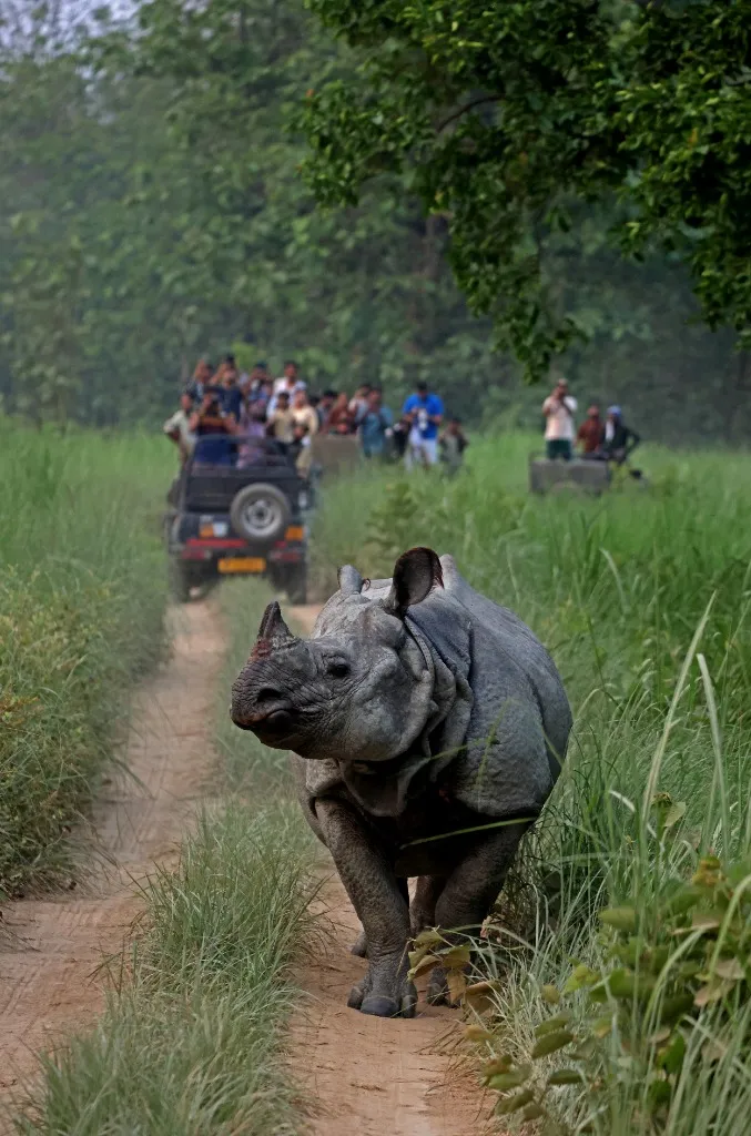 A greater one-horned rhino in the grasslands of the Eastern Himalayas