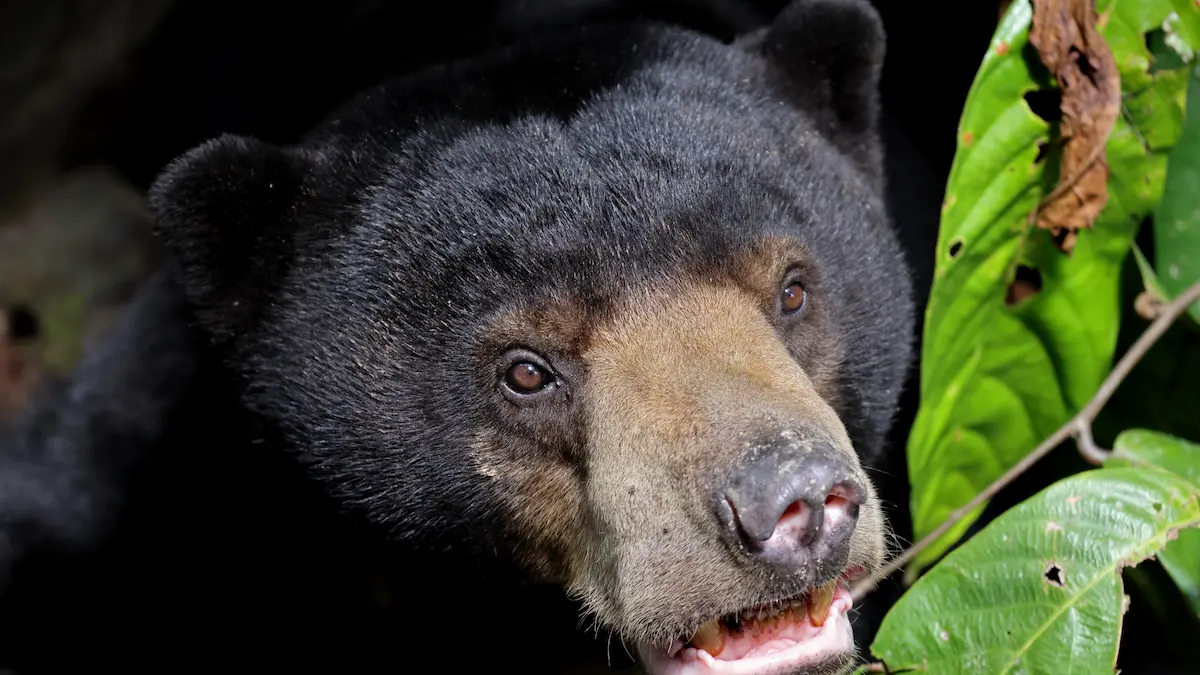 When to Visit Borneo: The Perfect Season for a Wildlife Safari