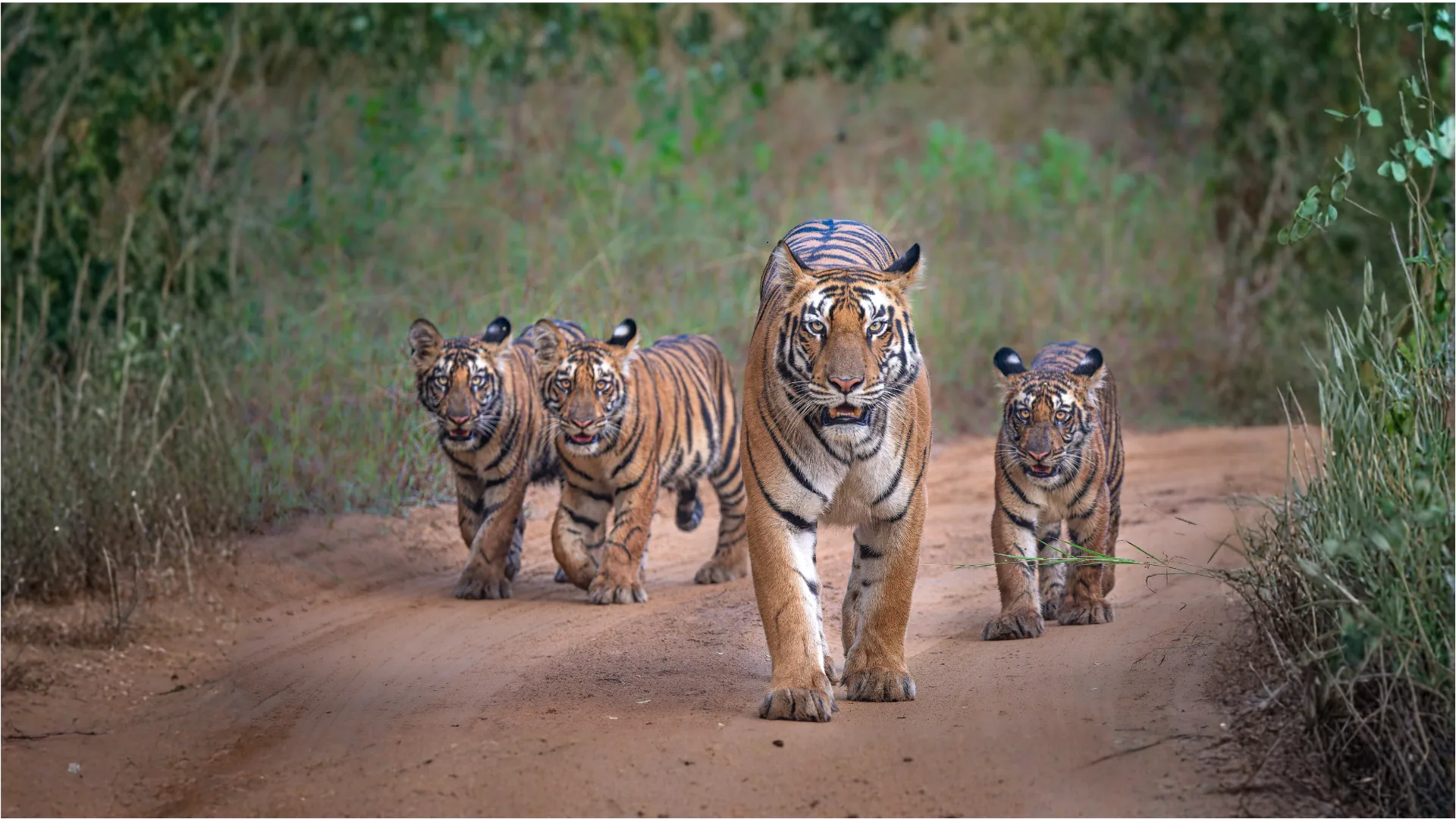 Bengal tigress leading her three cubs along a forest path in India