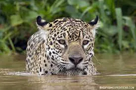 Jaguar in water