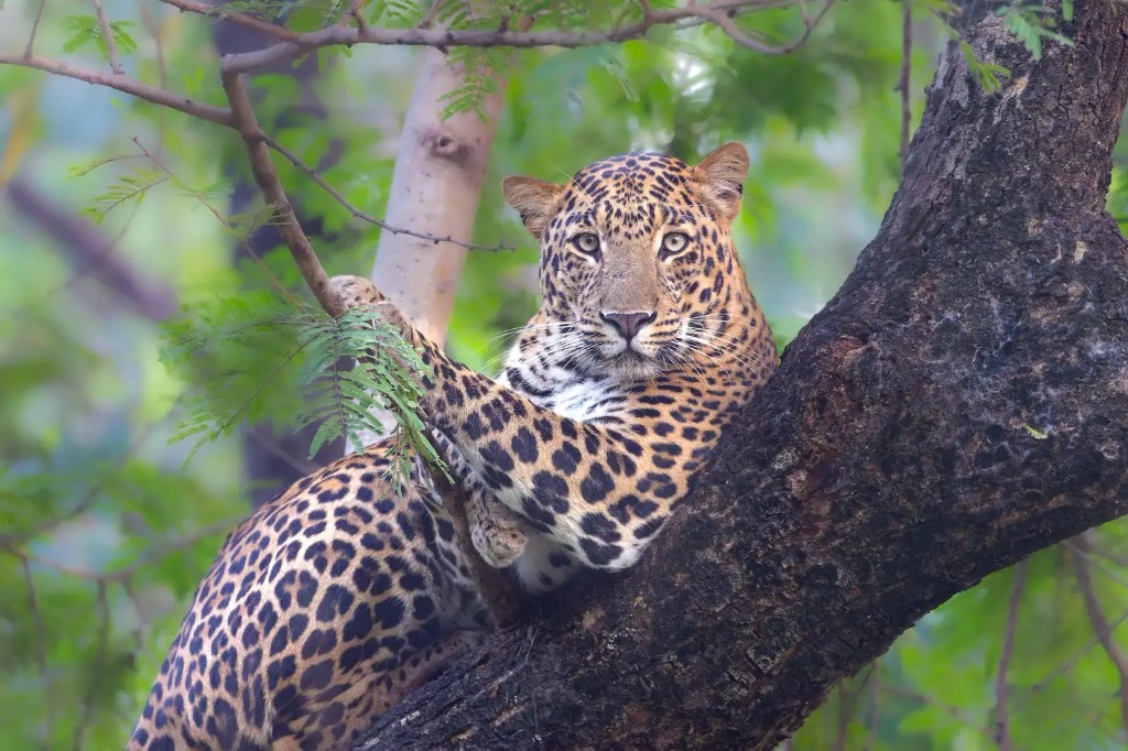 An Indian leopard resting gracefully on a thick tree branch in the forest canopy