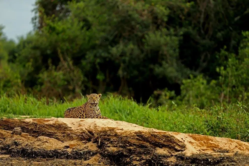 Jaguar resting on a muddy riverbank, Cuiaba River, Pantanal, photographed by Aly Rashid