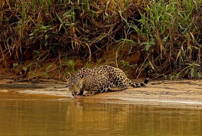 Naturalist setting up a telephoto lens on a boat in the Pantanal wetlands, photographed by Shivraj