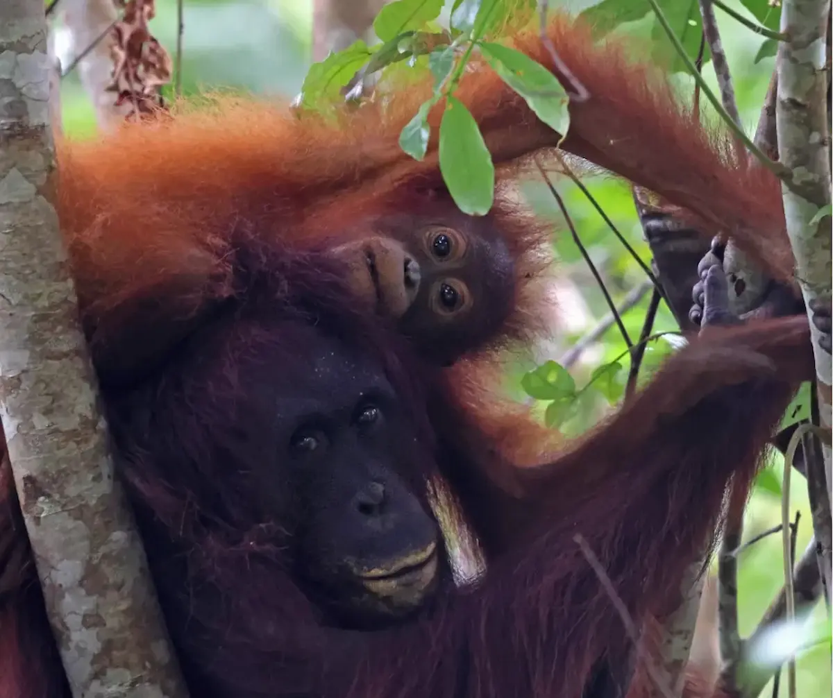 Exploring Borneo Why Small Group Tours Offer The Best Experience