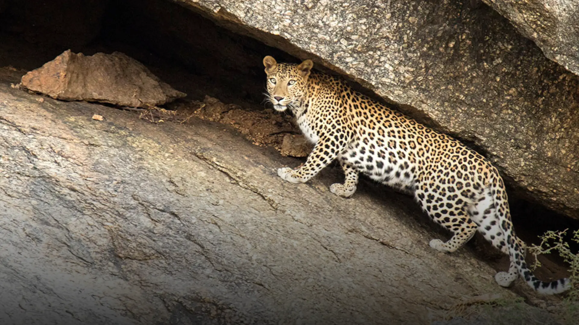 Jawai Leopard Expedition