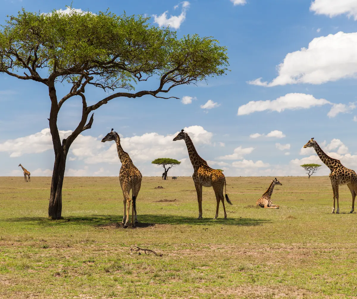 Annual Migration In Masai Mara A Spectacle Of Fauna Movement