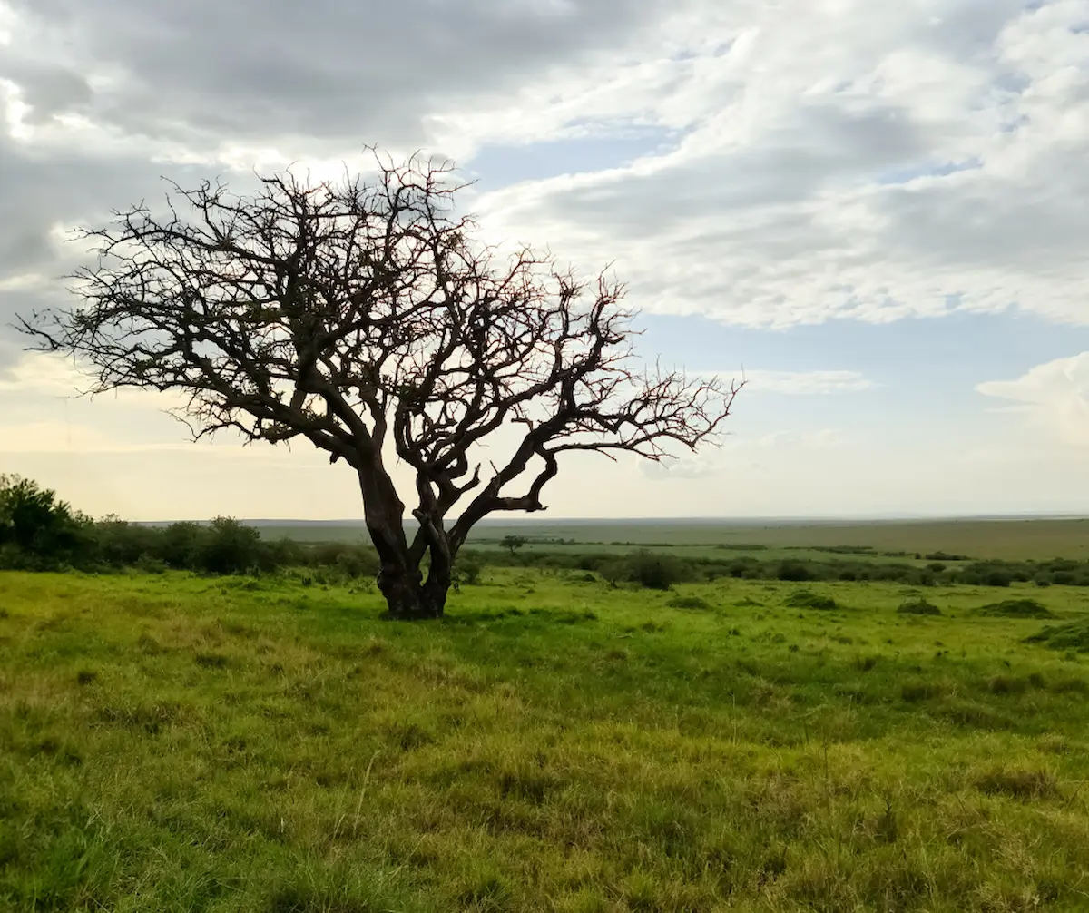 Conserving The Masai Mara Efforts To Protect Its Unique Biodiversity