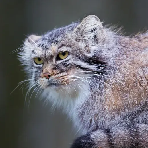 Pallas's Cat