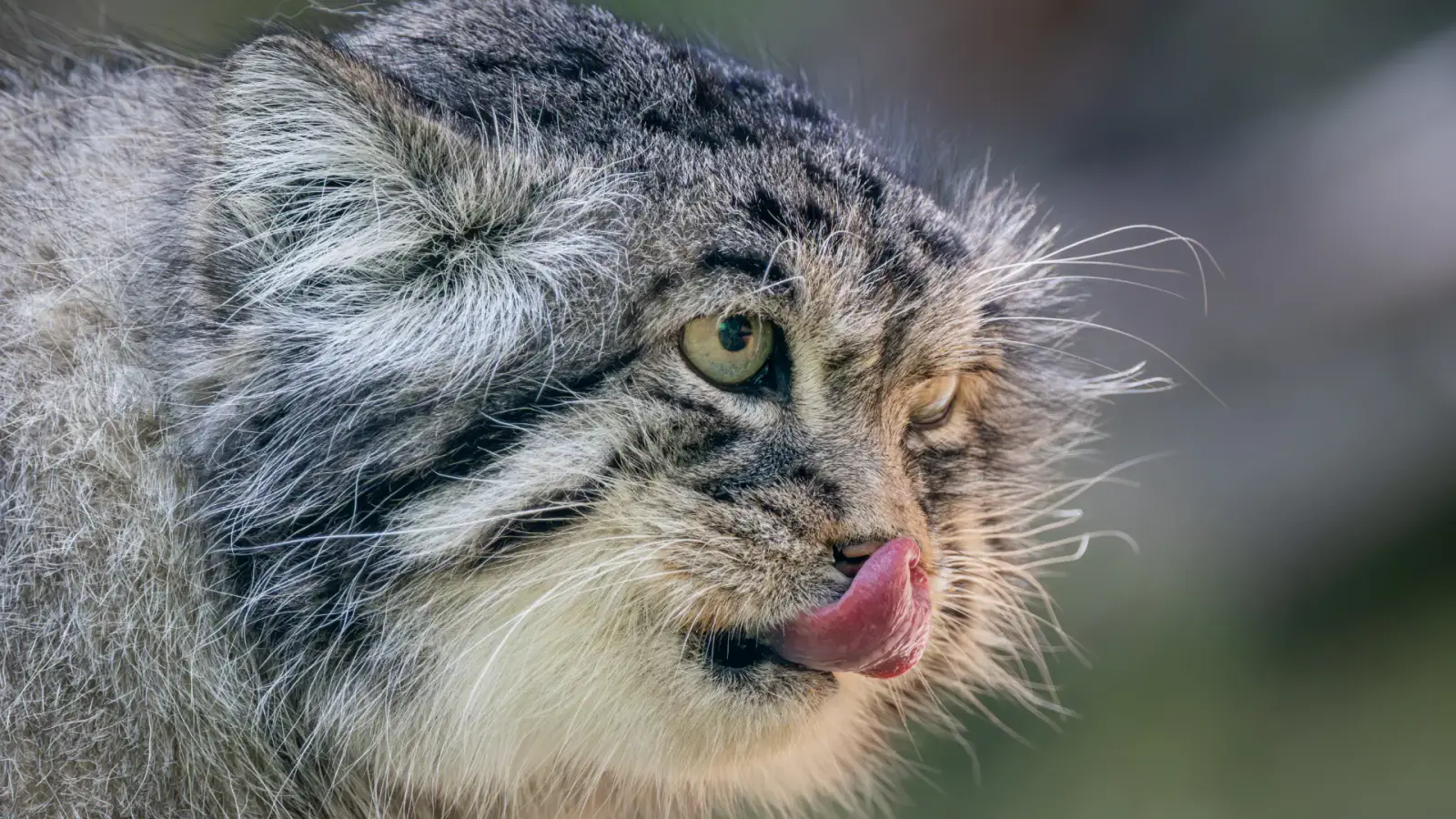 Pallas's Cat Expedition